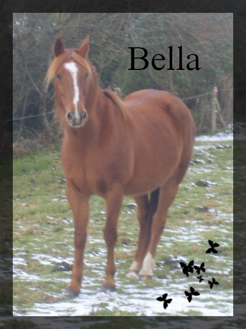 http://bella-et-moi.cowblog.fr/images/Bella/Neige.jpg