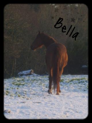 http://bella-et-moi.cowblog.fr/images/Bella/bellaneige.jpg