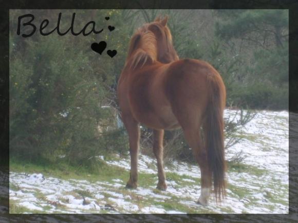 http://bella-et-moi.cowblog.fr/images/Bella/bellaneige2.jpg
